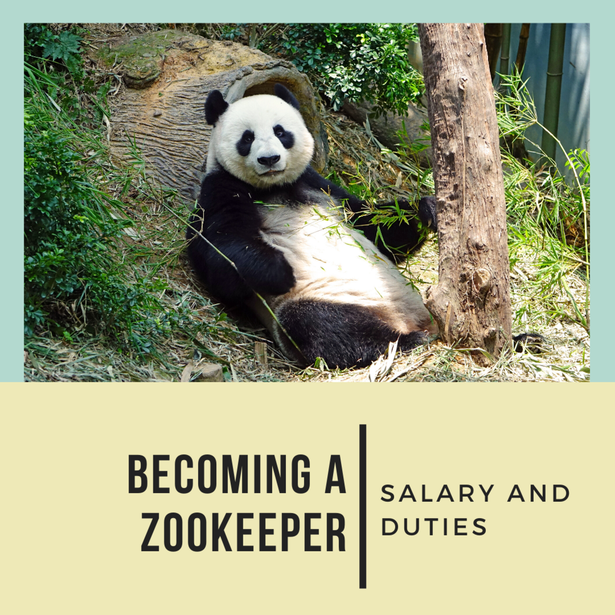 Becoming A Zookeeper Salary And Duties ToughNickel