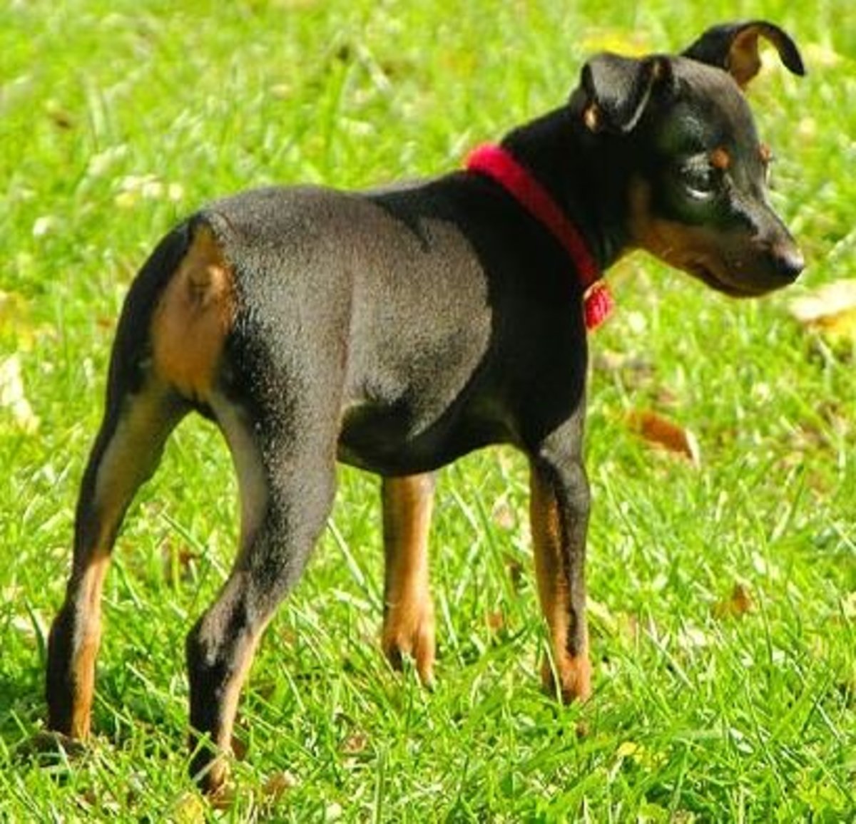 Who could resist this adorable Miniature Pinscher puppy?