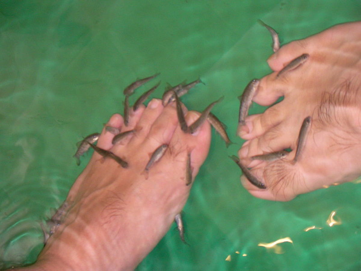 Are Garra Rufa Fish Pedicures Safe? - Bellatory