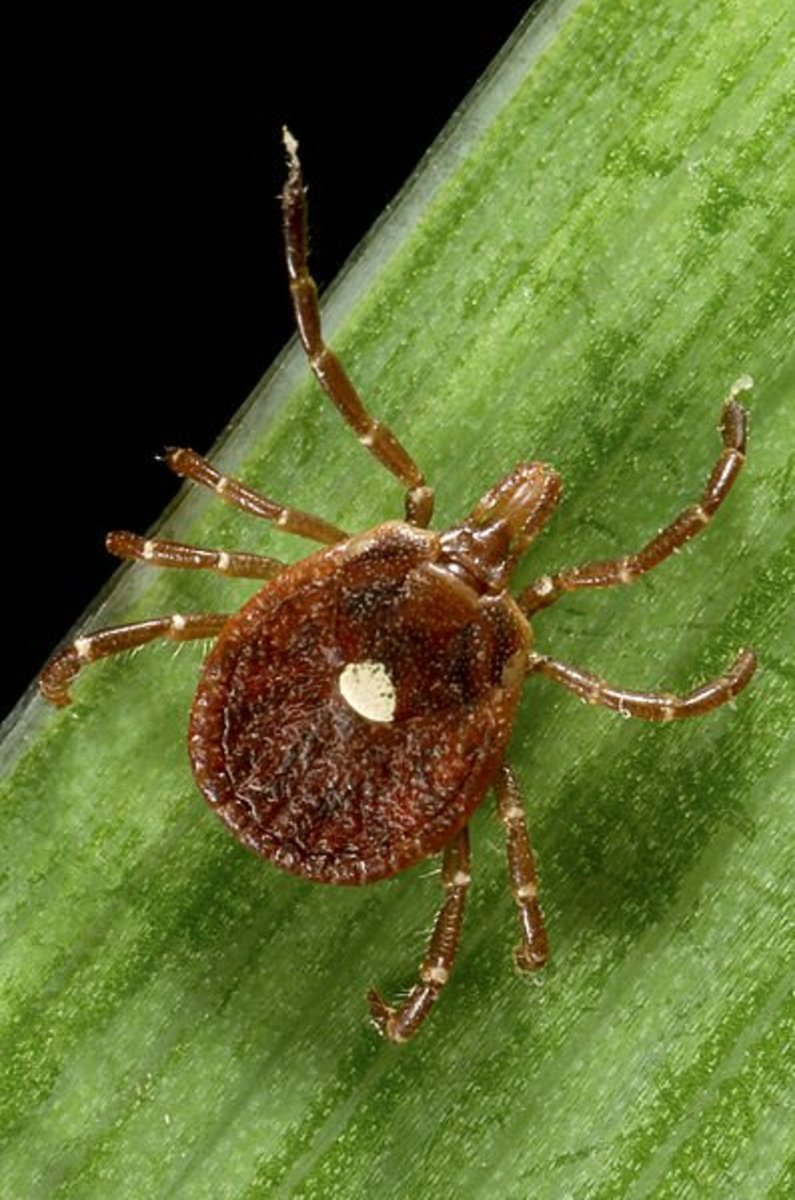 Lone Star ticks transmit Ehrlichia chaffeensis and Ehrlichia ewingii, among other diseases.