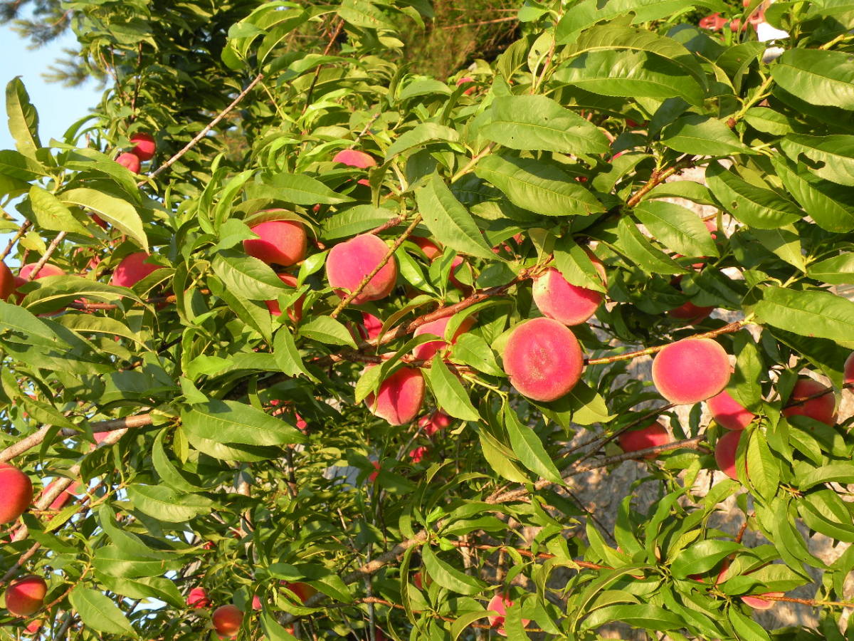 This crop of peaches is ripe for the picking.