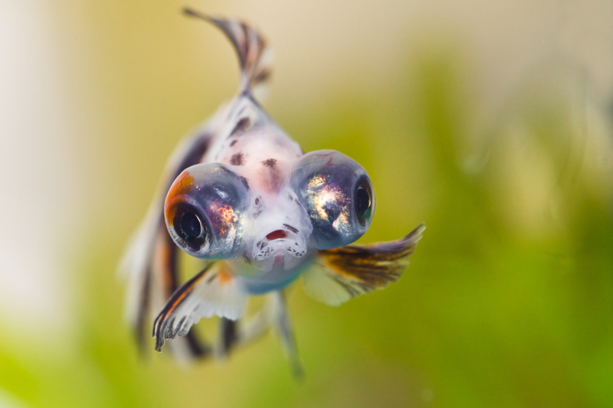 Are Fish Smart? Measuring the Intelligence of Aquarium Fish