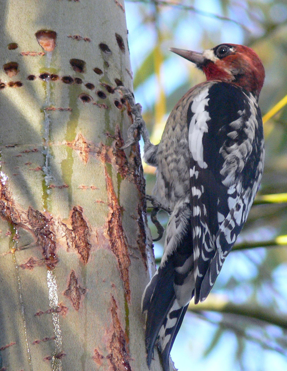 How to Fix and Prevent Woodpecker Damage Dengarden