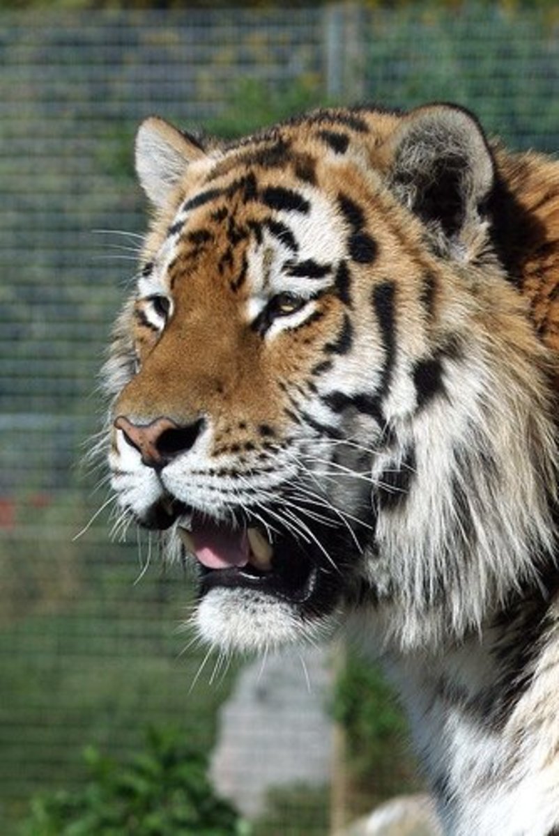 What Do Tigers Eat in Zoos?