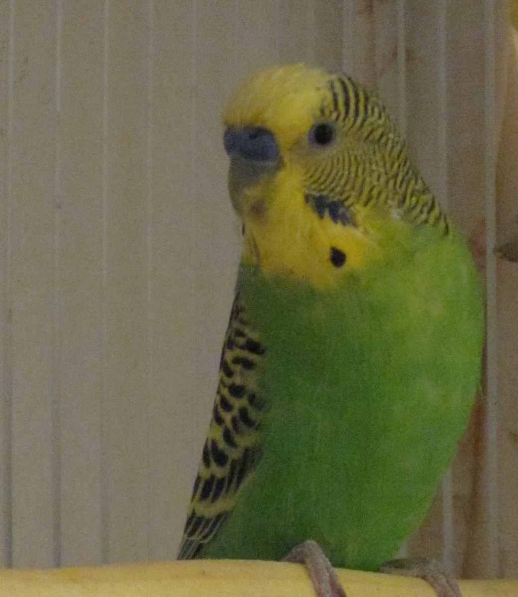 Budgies are friendly, lovable pets.