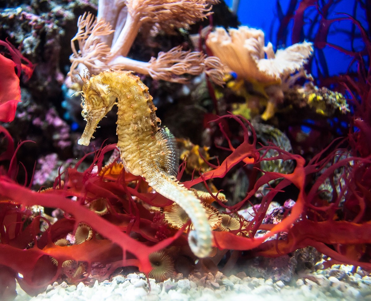 Seahorses can make clicking sounds by striking one bone against another.