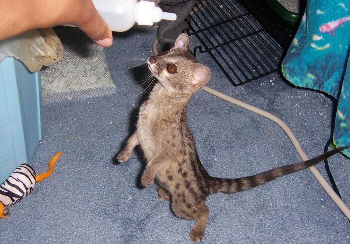 Caring for Spotted Genets as Pets