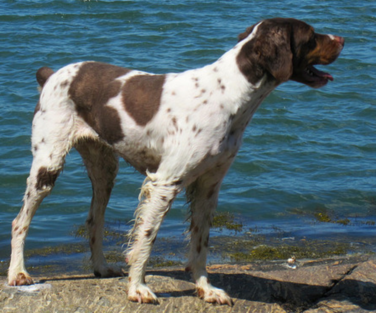 Long legs are a characteristic of this breed.