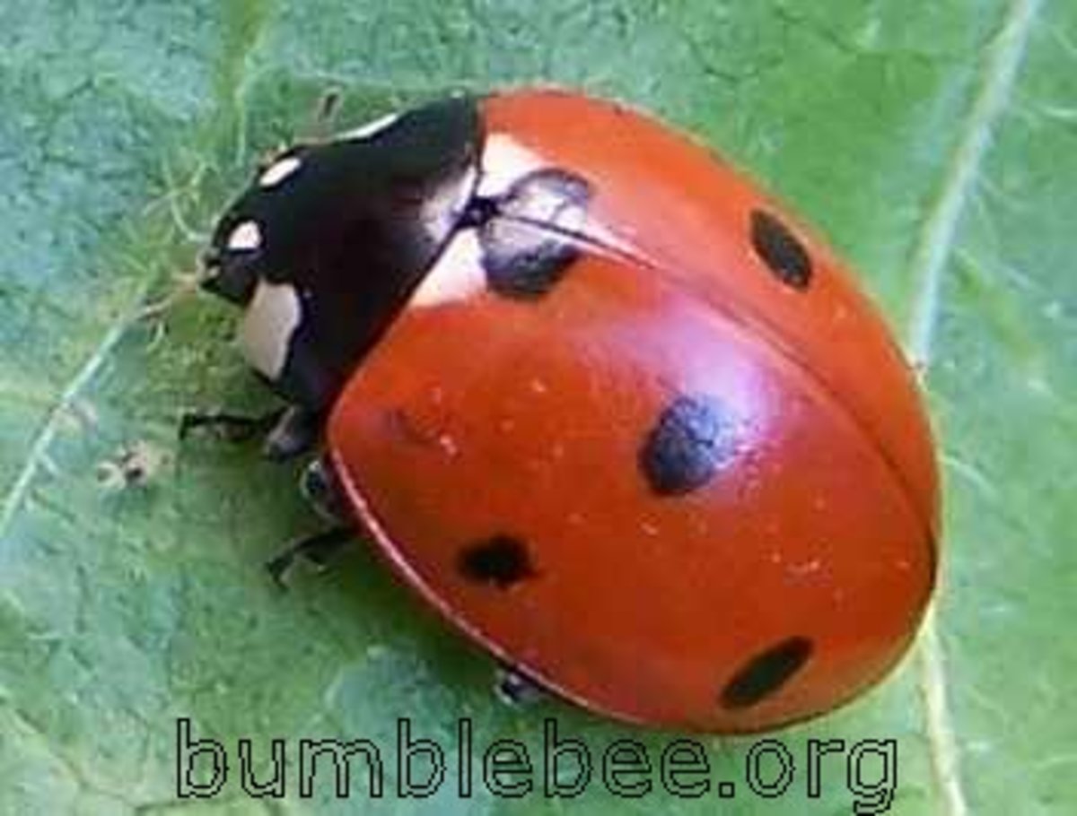 Where Have All The Ladybugs Gone Soapboxie