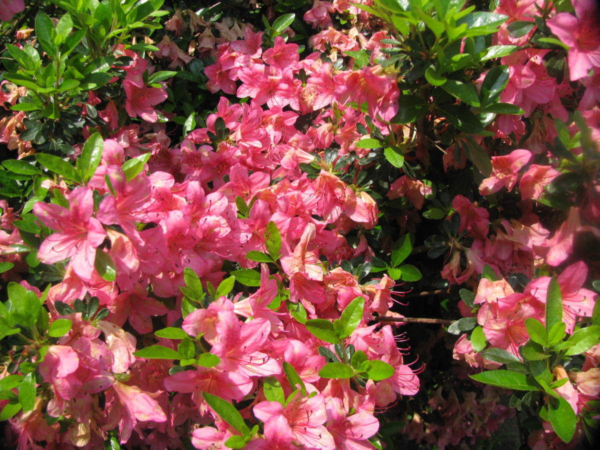 What flowers do well in sandy soil? Pictured here is the azalea bush, one of the many flowers that can succeed in such conditions.