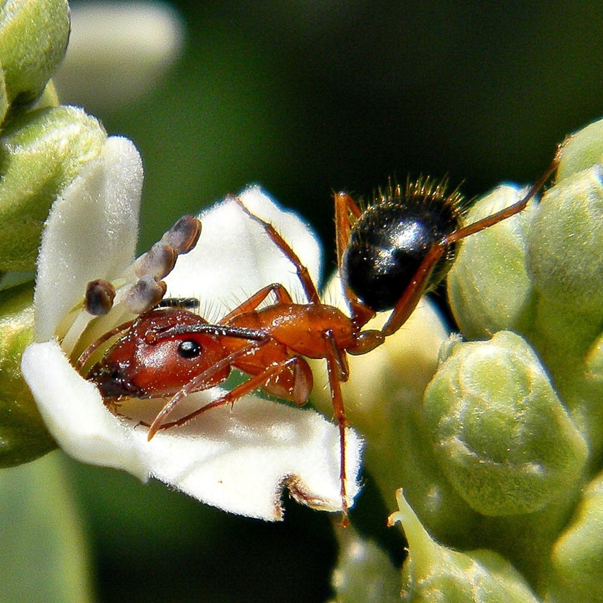 A Florida carpenter ant produces a spray of formic acid as a defence mechanism.