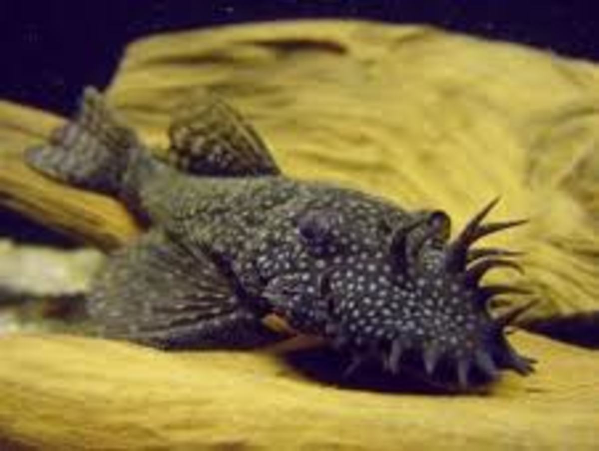 How to Choose the Right Plecostomus (Pleco)