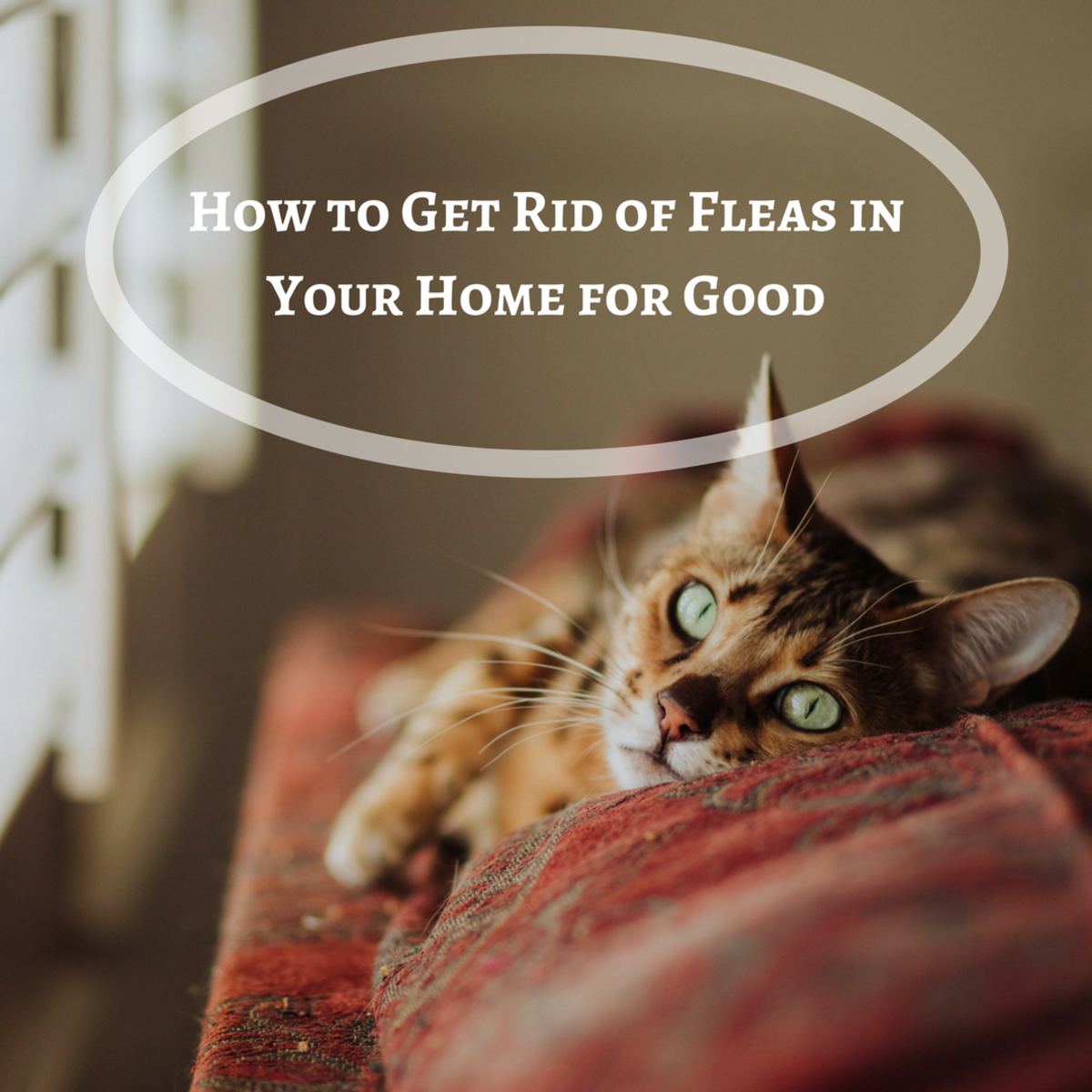 How to Get Rid of Fleas in Your Home for Good