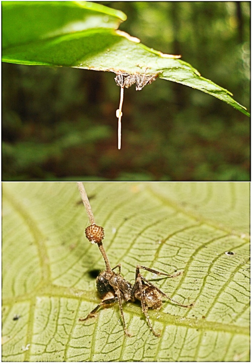 A zombie ant holds onto a leaf vein even when it's dead. The fungus that turned this ant into a zombie is growing from the insect's head.