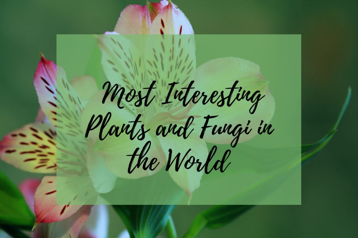 Interesting plants and fungi