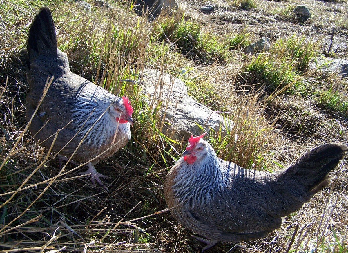 Silver Grey Dorkings: A Beautiful, Calm Heritage Chicken Breed