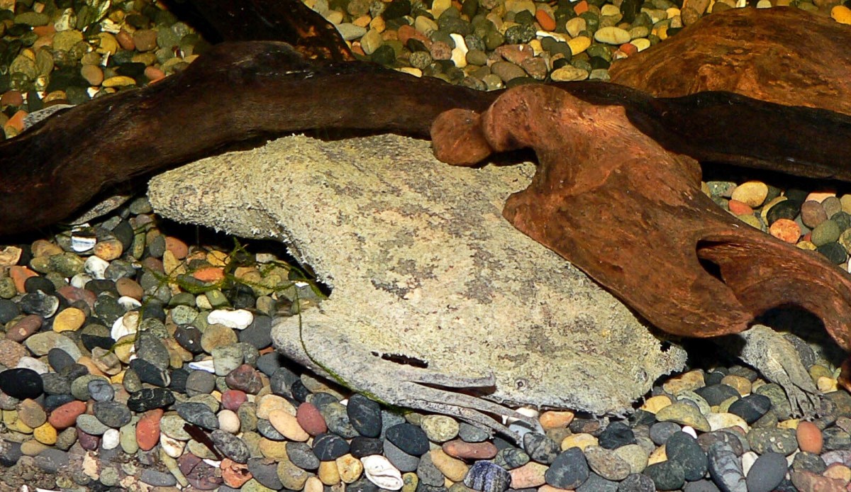 The Surinam toad has a flattened appearance and tiny, almost unnoticeable eyes.