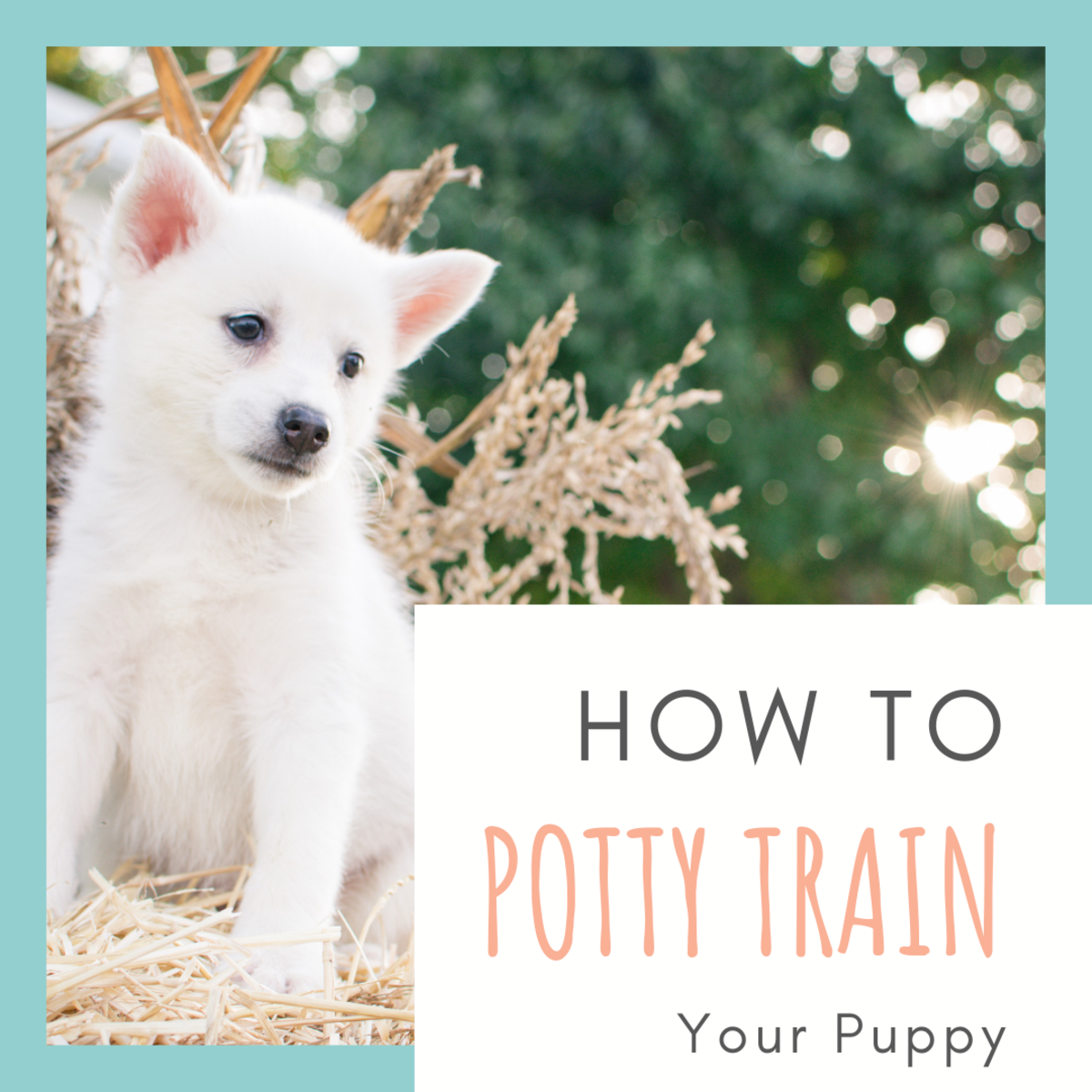How to Housebreak a Puppy - PetHelpful - By fellow animal lovers and experts