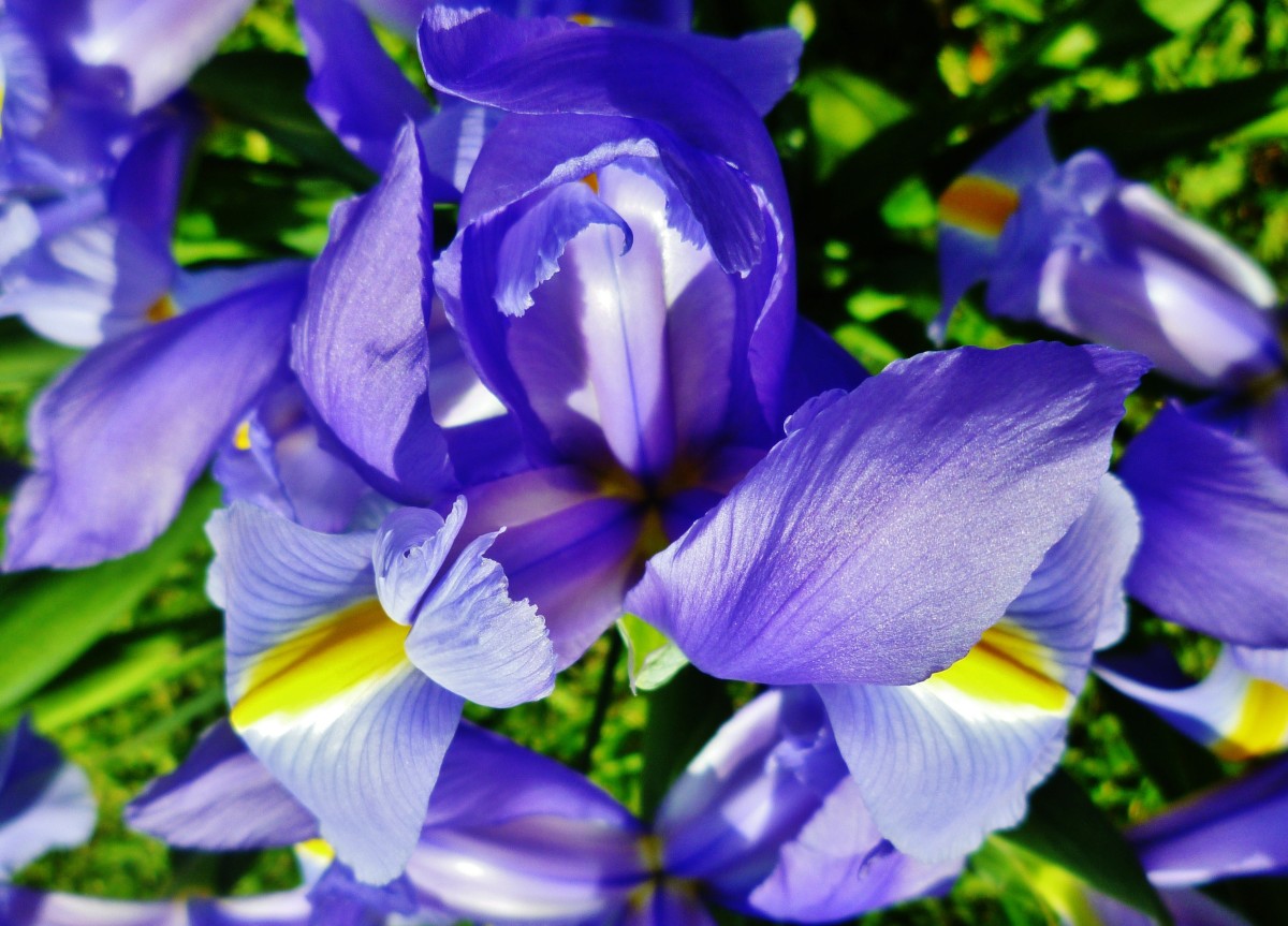 How To Plant And Grow Perennial Louisiana Irises Plus Other Types Of 