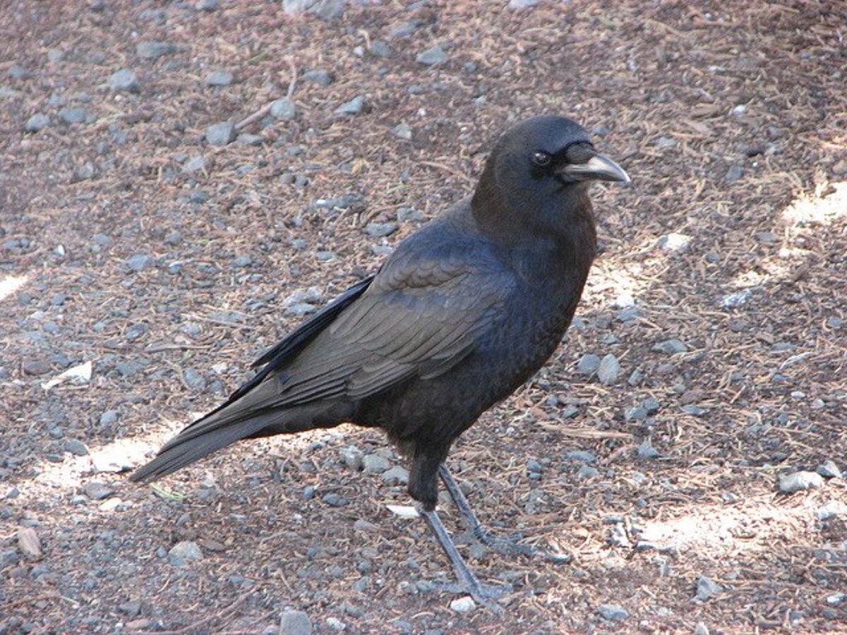 American Crow—The Bird Most People Hate
