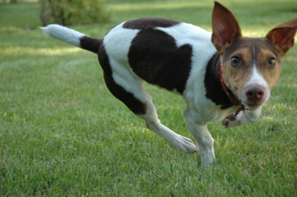 Keep flies off dogs ears outlet naturally