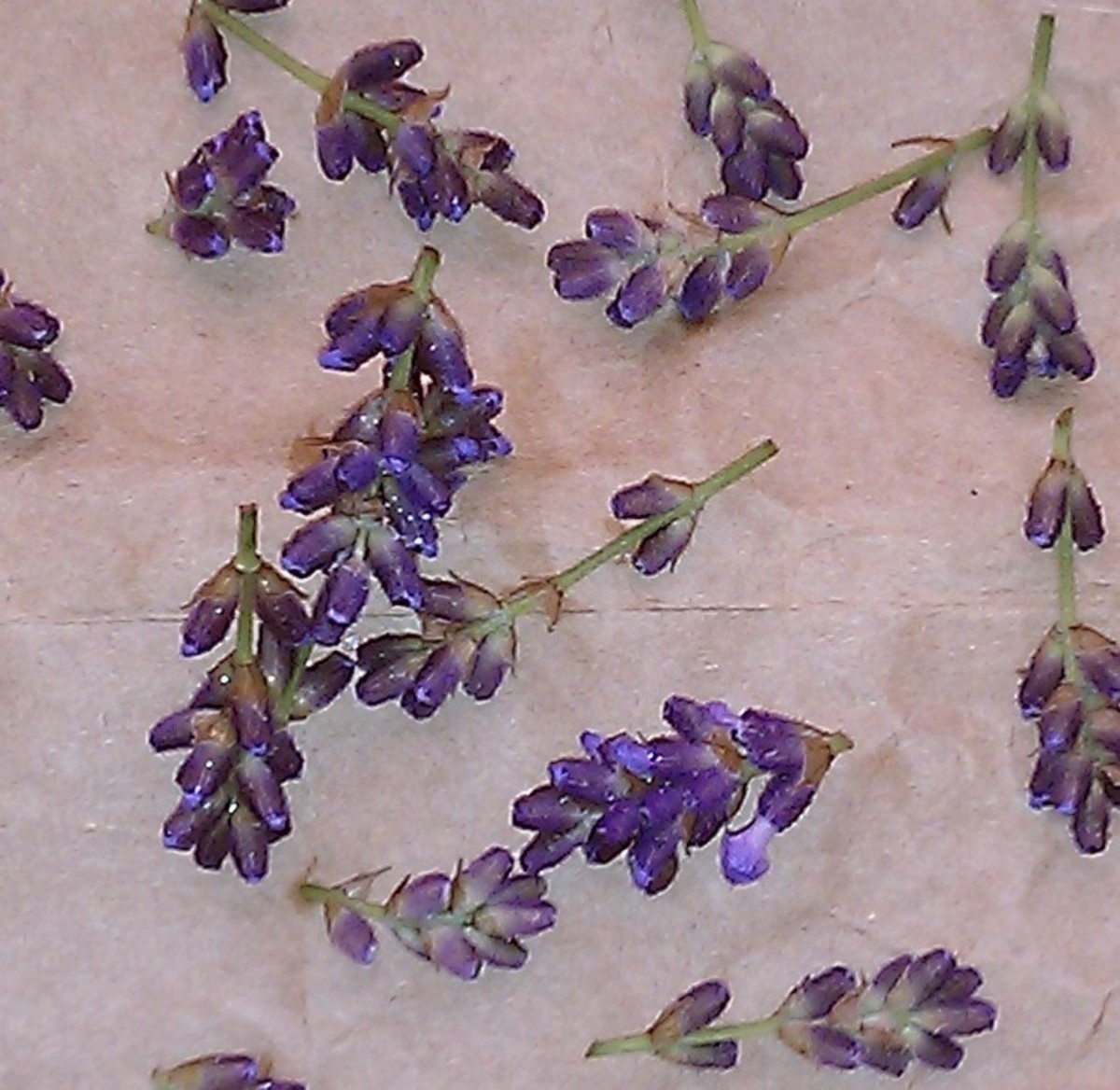 Drying, home-harvested lavender.