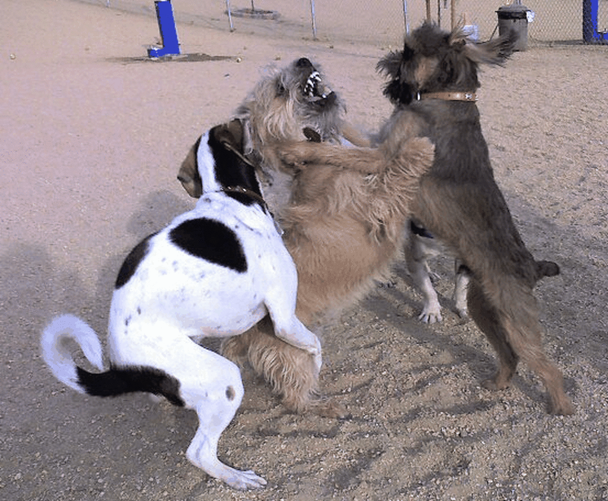Humping can cause dog fights!