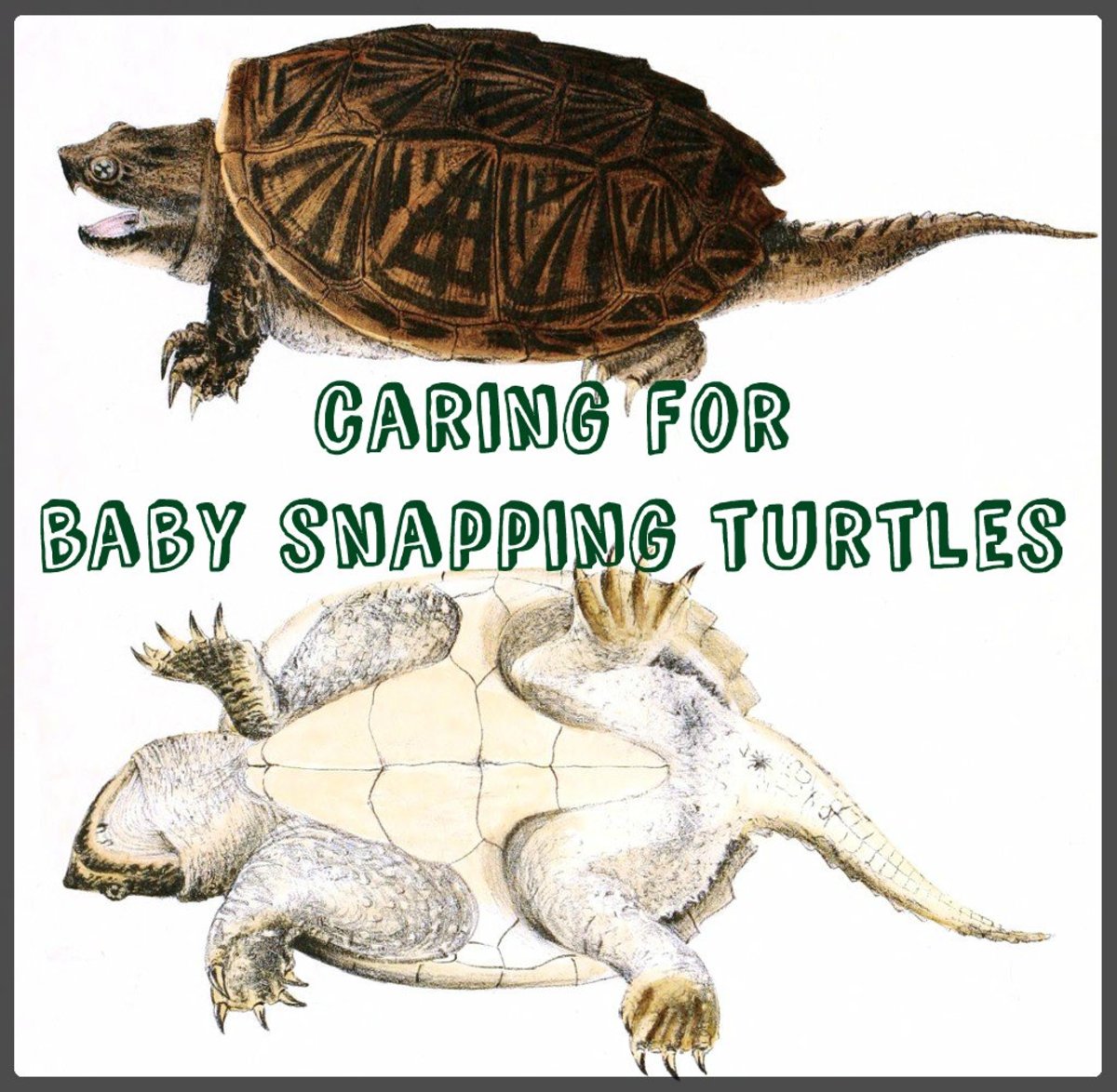 Come Prendersi Cura Di Baby Snapping Turtles Lima