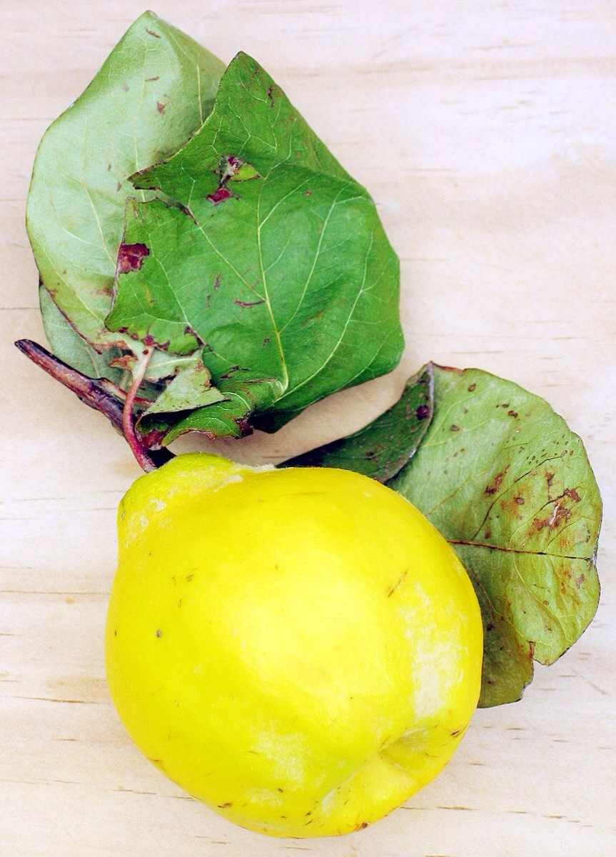 A quince fruit and leaves