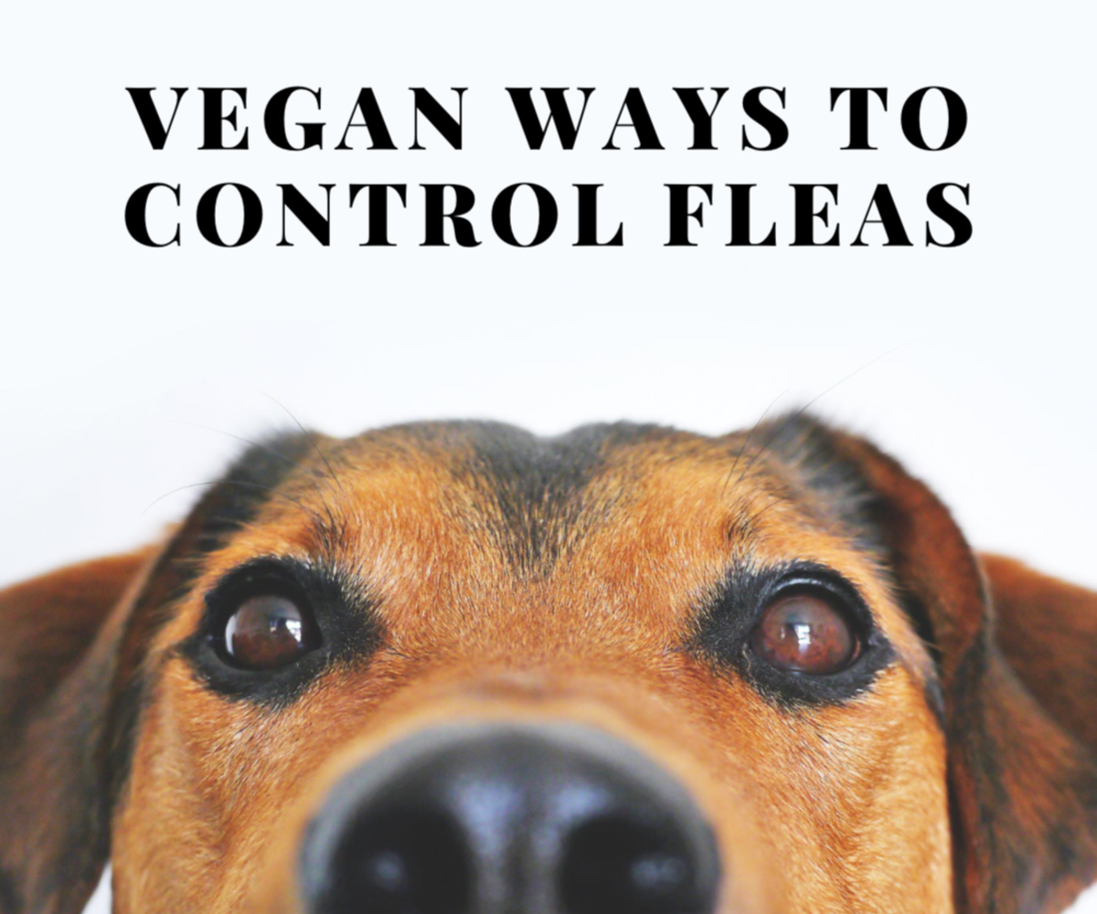 organic flea treatment for dogs