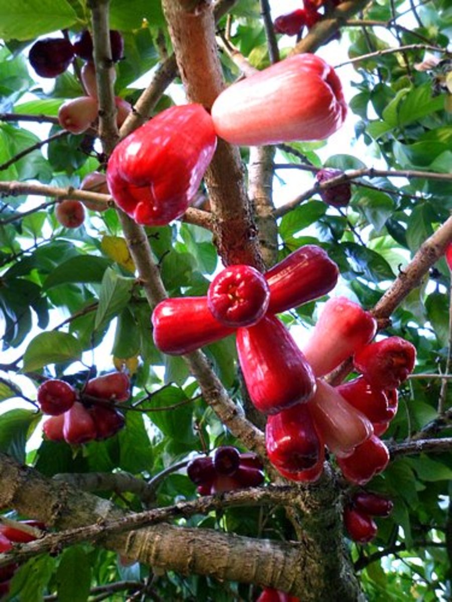 Tropical Taste of Hawaii: The Mouthwatering Mountain Apple