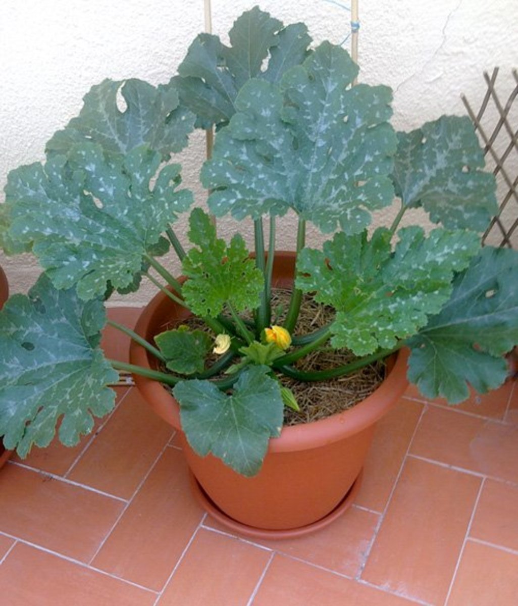 Organic Container Gardening: Growing Zucchini (Courgettes) in Pots