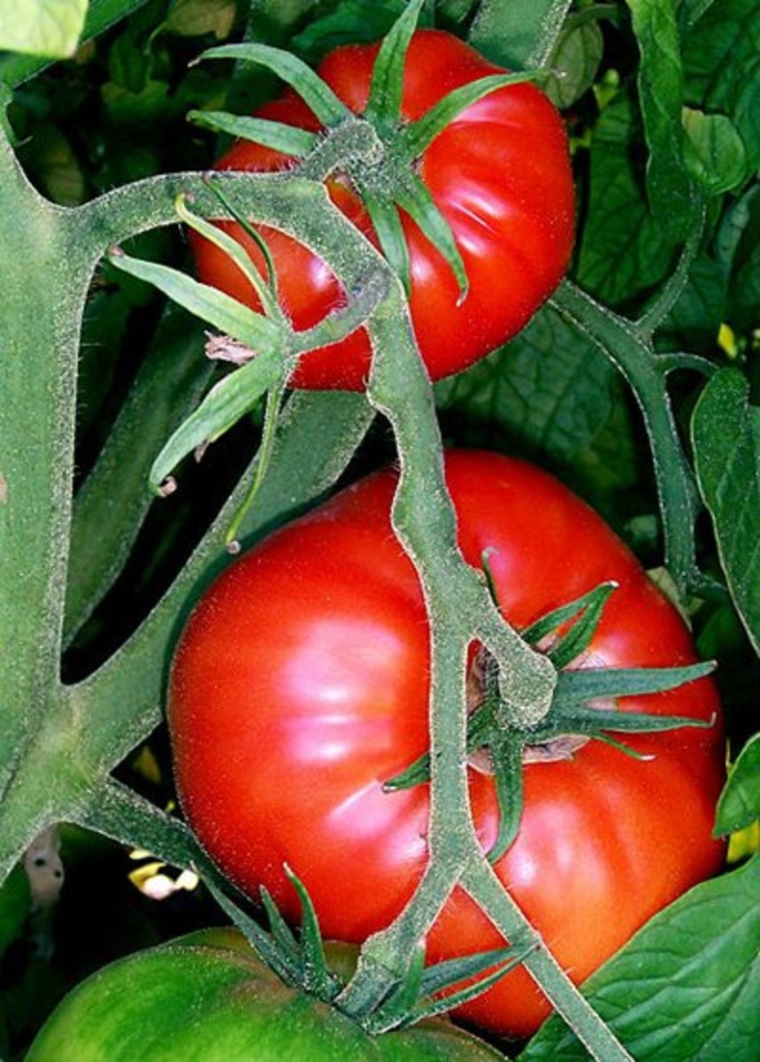 How to Grow Big Tomato Plants