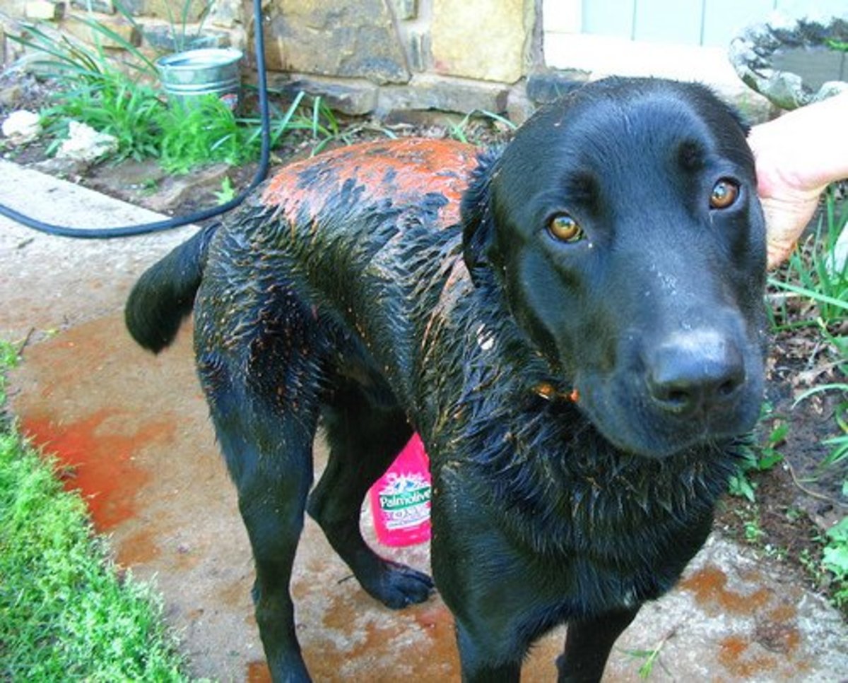 Some dog owners say a tomato juice bath neutralizes skunk smell, but others say that they don't work at all.
