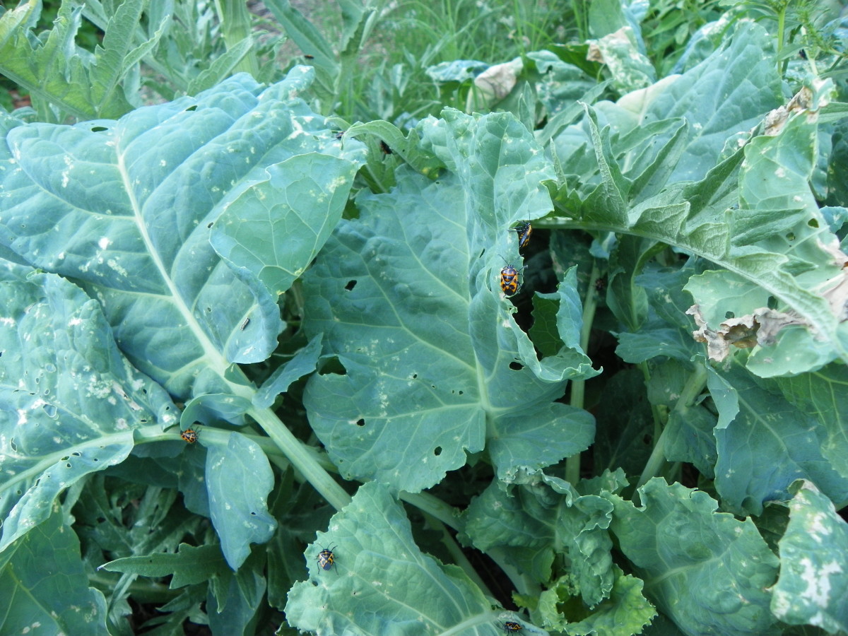 Harlequin Cabbage Bug: Another Form of Stink Bug