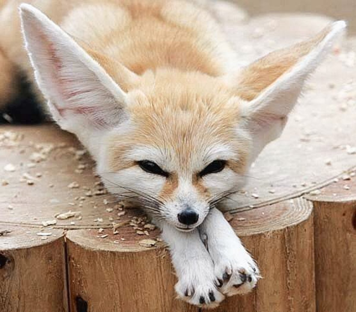 Fennec Foxes Facts Photos Videos And Exotic Pets PetHelpful