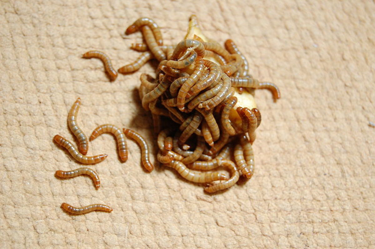 Mealworms have many advantages as a food for leopard geckos.