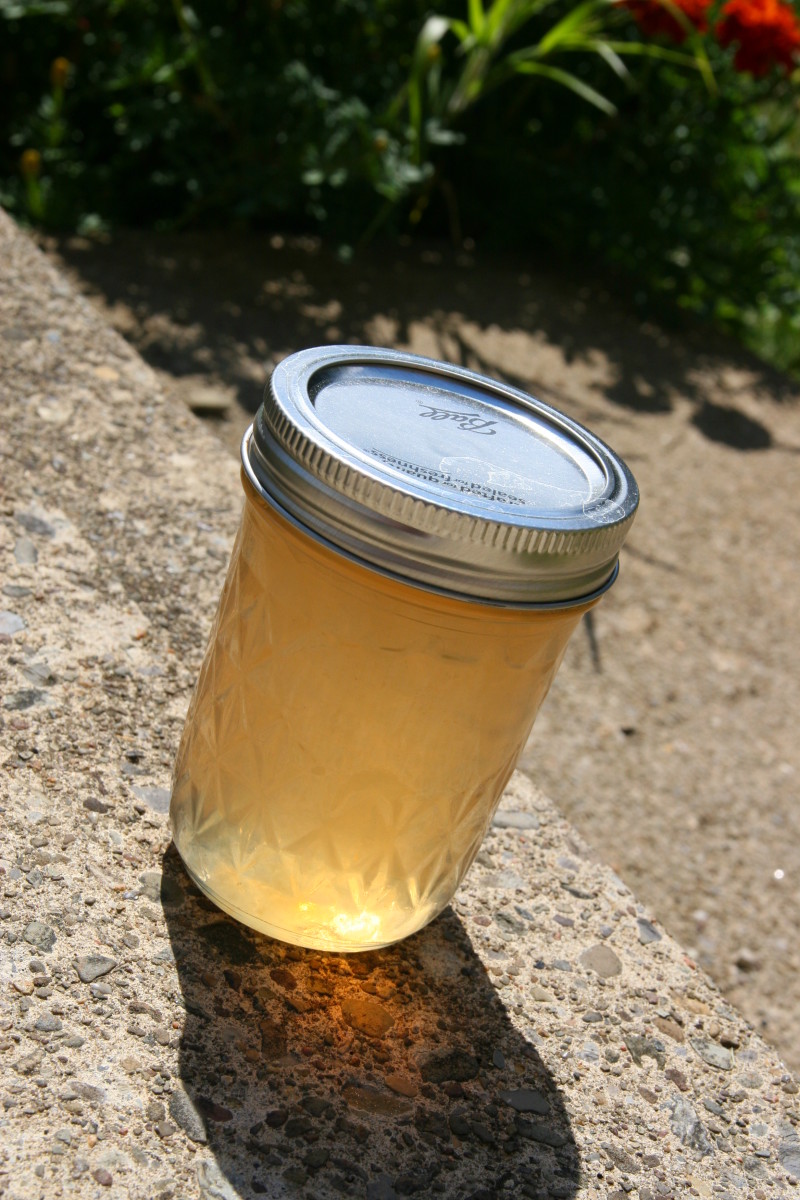 Queen Anne’s Lace Jelly Recipe