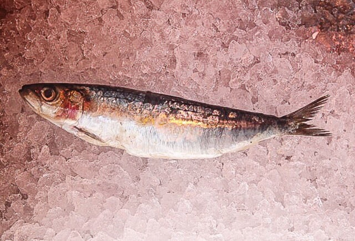 A sardine preserved on ice
