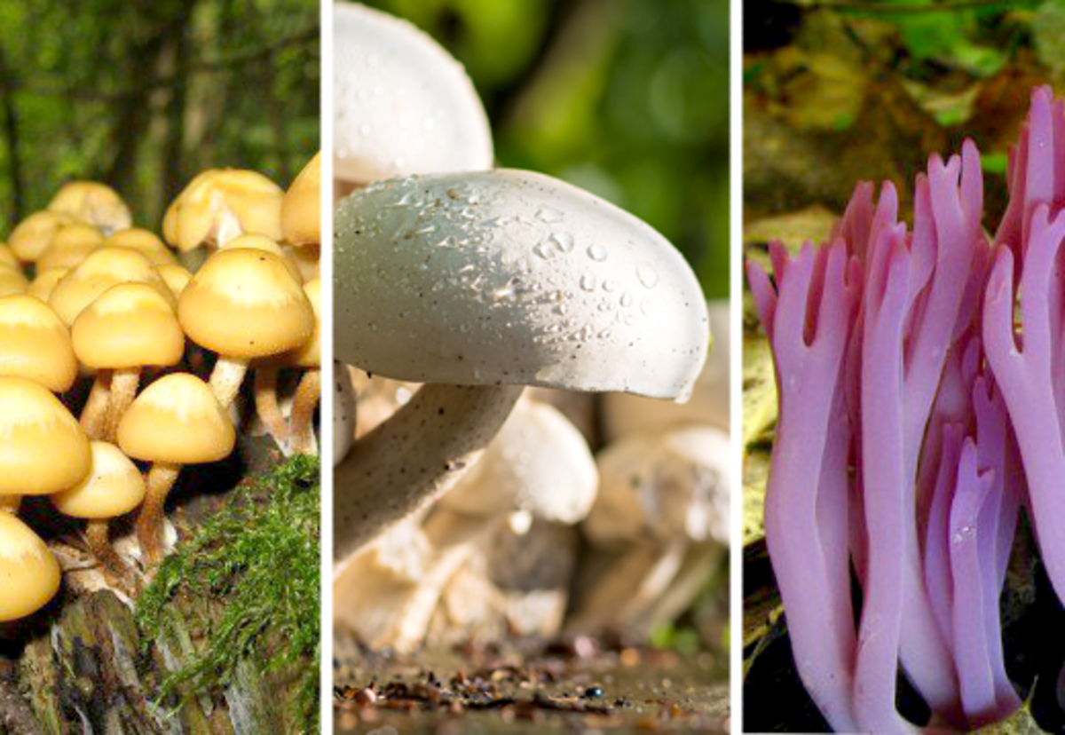 Fungi come in many shapes, colors, and sizes. 