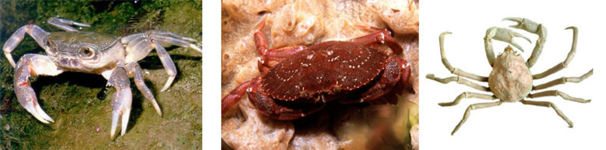 Different Types of Crab (With Pictures)