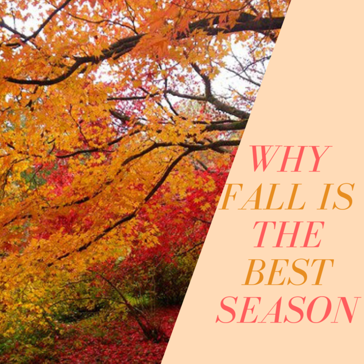 Reasons Why Autumn Is The Best Season Holidappy