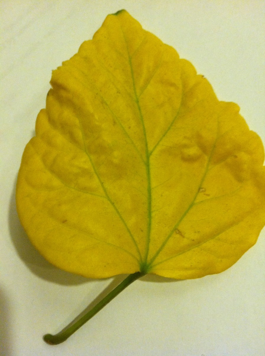 A yellow Hibiscus leaf.