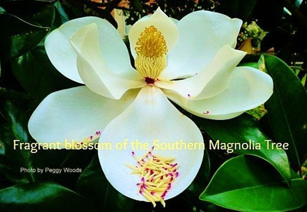 Southern Magnolia Tree Facts In Deep South Landscapes Dengarden