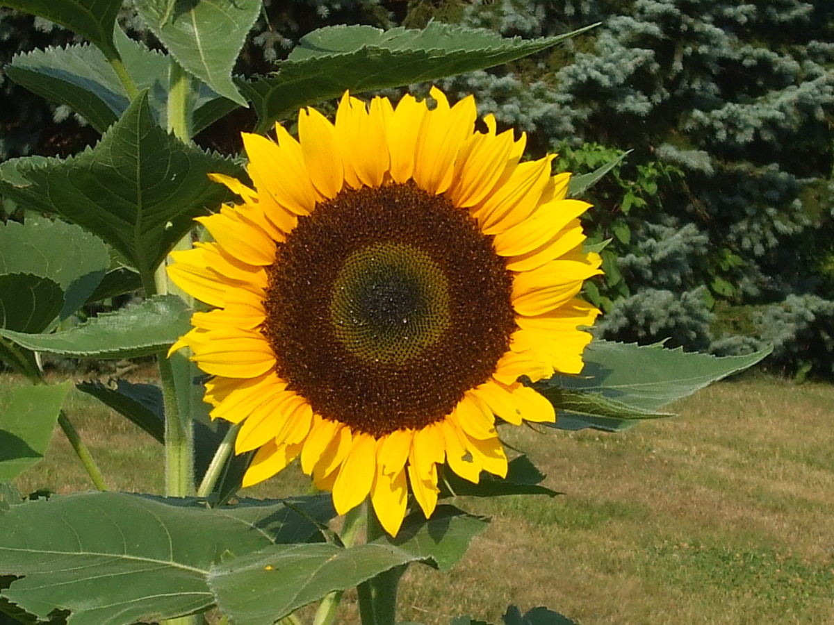 Mammoth sunflower growing in the front yard garden.