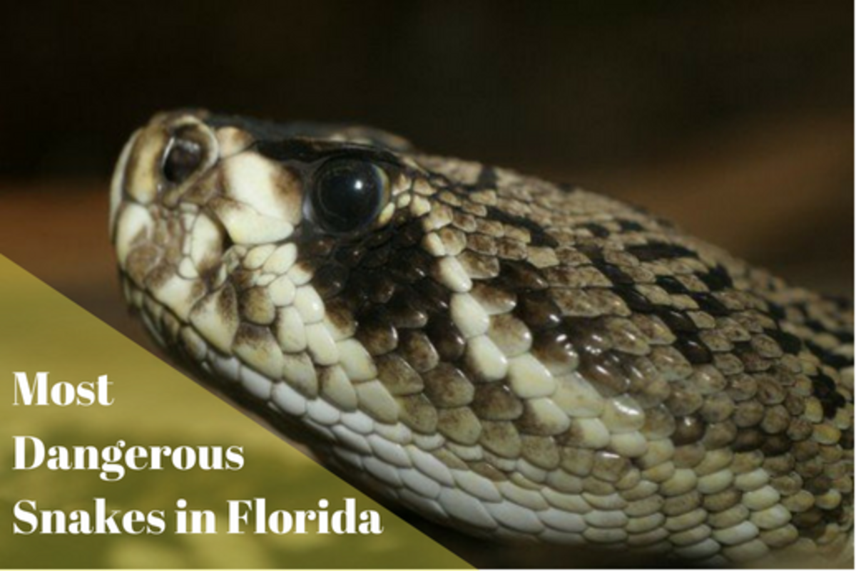 The eastern diamondback rattlesnake is the biggest of the rattlesnakes in the Americas, certainly in terms of weight. A stout bodied pit viper, this snake likes to live in the dry, pine flatwoods, sandy woodlands, and coastal scrub habitats.