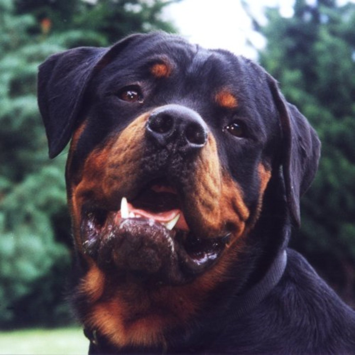 How to Raise a Well-Trained, Non-Aggressive Rottweiler