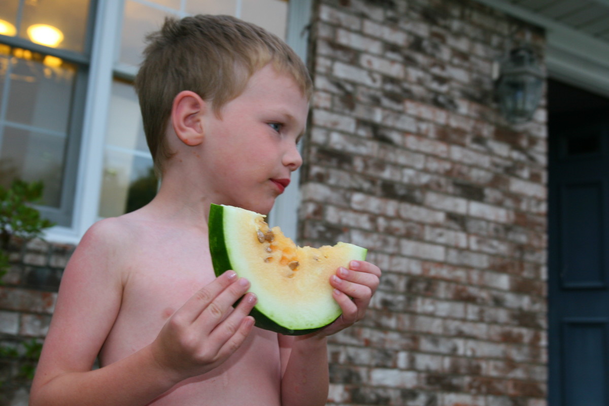 Our five year old enjoys the fruit of his labor. A crisp, ripe, Orange Tendersweet watermelon.