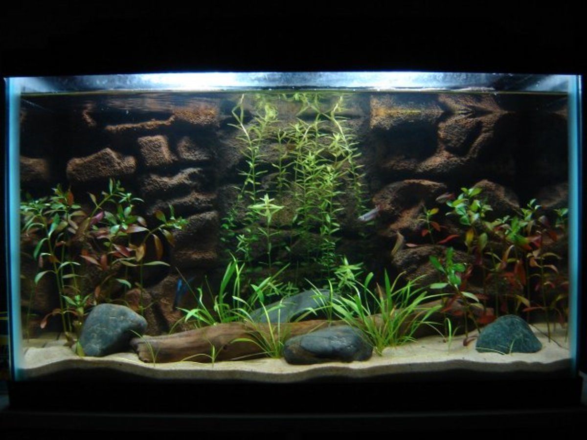 Live Plants In Aquariums A Fish Guide PetHelpful