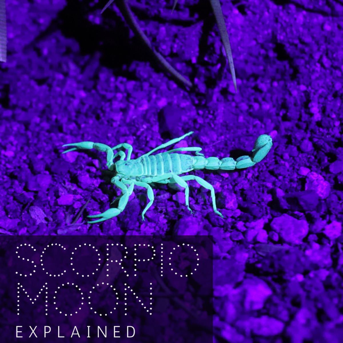 Moon in Scorpio Explained